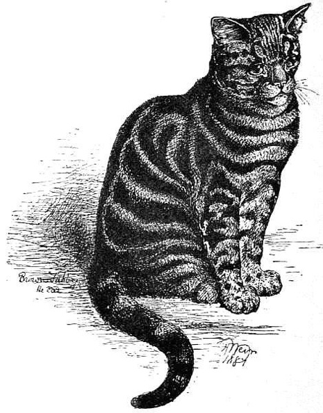Brown Tabby with the black bars far too wide.jpg