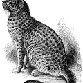 Example of a finely-marked Spotted Tabby He-Cat