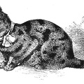 Example of a finely-marked Tortoiseshell Cat