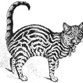 Example of a properly-marked Brown Tabby