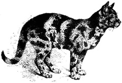 Example of Tortoiseshell Cat, very dark variety