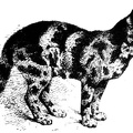 Example of Tortoiseshell Cat, very dark variety