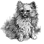 Persian Kitten 'Lambkin'