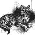 Spotted Tabby Half-bred Indian Wild Cat