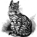 Well-marked Silver Black-banded Tabby