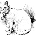 White cat - prize winner in 1879
