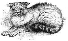 Wild Cat shown at the Crystal Palace Cat Show, 1871