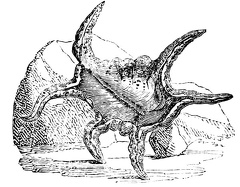 Pterocera scorpio
