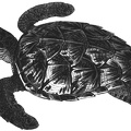 Hawks-Bill Turtle.jpg