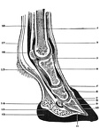 Cross section of foot of a horse