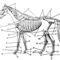 Skeleton of Horse