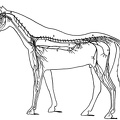 Nervous system of a horse