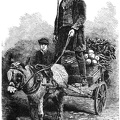 The London Costermonger