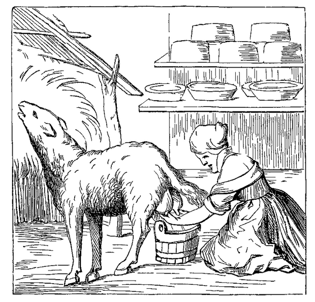 Manufacture of Cheese