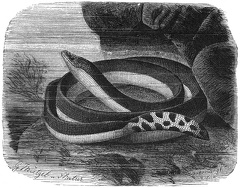 Bicolor Sea Snake