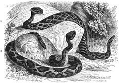 Diamond rattlesnake
