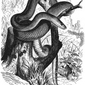 Esculapius snake