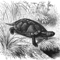 European Freshwater Turtle