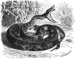 Lancet snake