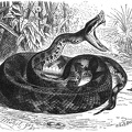 Lancet snake