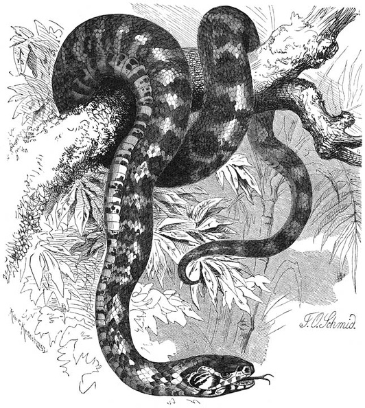 Panther snake.jpg