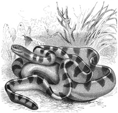 Striped oar-tailed snake