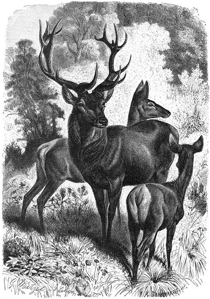 Common Deer or Red Deer.jpg