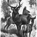 Common Deer or Red Deer