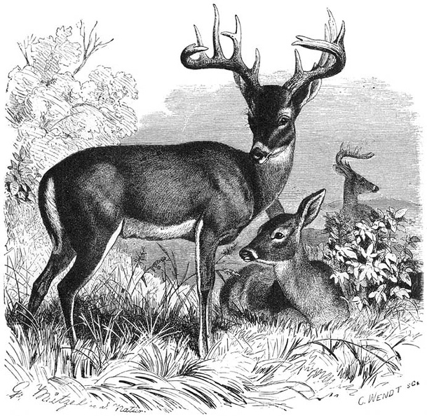 Virginia Deer.jpg