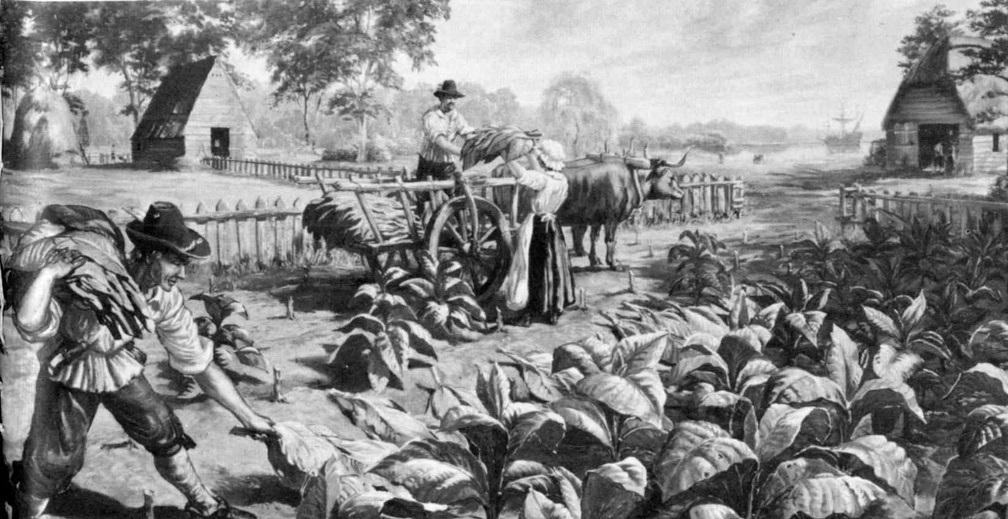 Harvesting tobacco.jpg