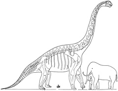 The Largest Known Dinosaur
