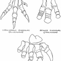 Hind Feet of Dinosaurs