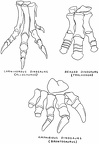 Hind Feet of Dinosaurs