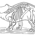 Outline sketch restoration of Triceratops