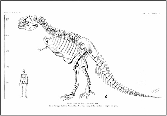 Skeleton of Tyrannosaurus in comparison with human skeleton