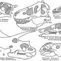 Skulls of Dinosaurs, illustrating the principal types
