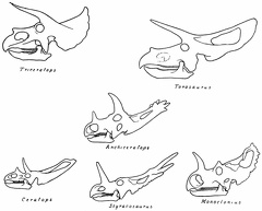 Skulls of Horned Dinosaurs