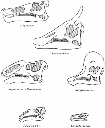 Skulls of Iguanodont and Trachodont Dinosaurs