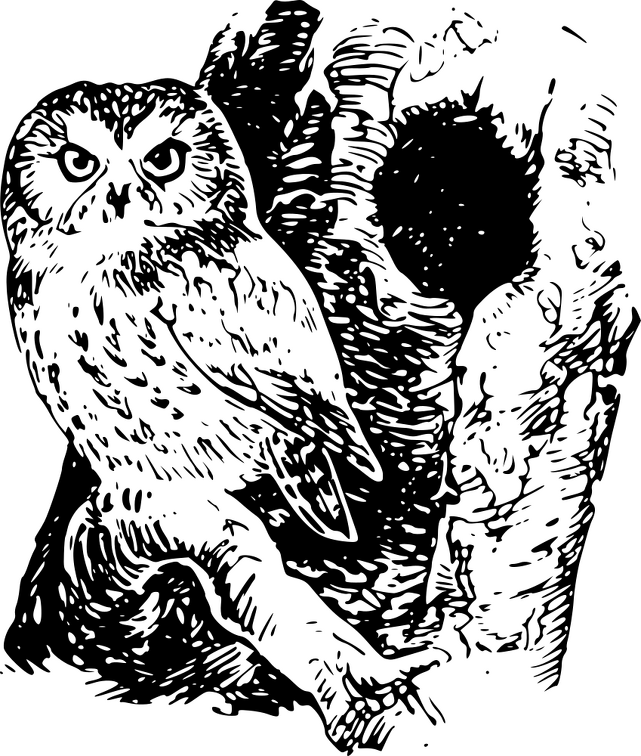 Saw-whet owl