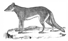 Syrian wolf
