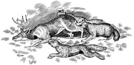 Wolves hunting a deer