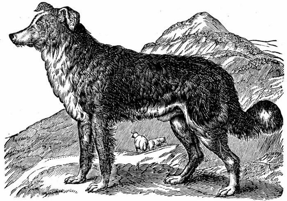 Scotch Colley, or Shepherds Dog.jpg