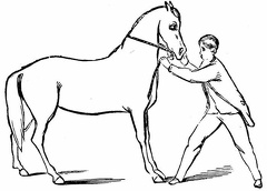 Teaching the horse to back