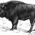 Young Half-breed (Buffalo-Domestic) Bull