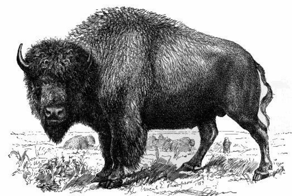 Bull Buffalo in National Museum Group.jpg