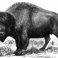 Bull Buffalo in National Museum Group