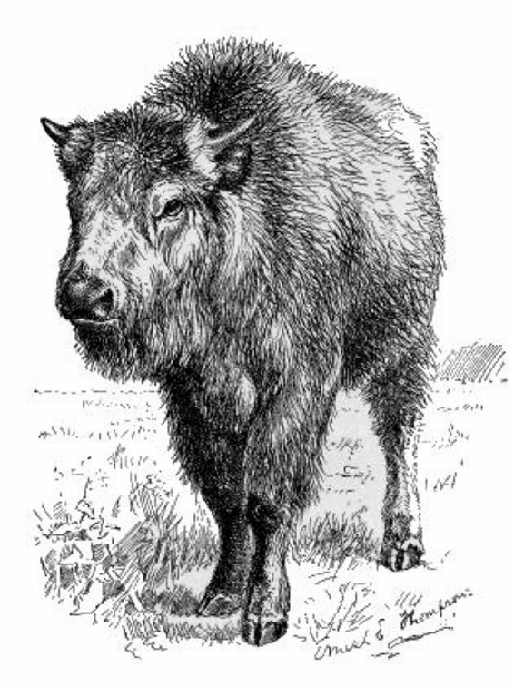 Half-breed (Buffalo-Domestic) Calf.jpg