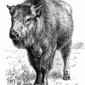 Half-breed (Buffalo-Domestic) Calf