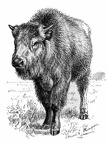 Half-breed (Buffalo-Domestic) Calf