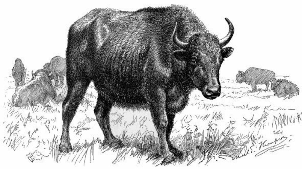 Half-breed (Buffalo-Domestic) Cow
